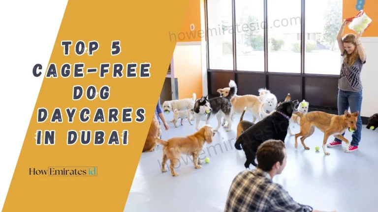 Top 5 Cage-Free Dog Daycares in Dubai